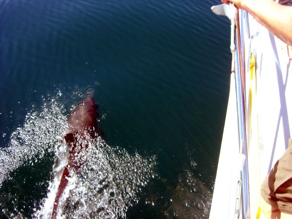 Wish I could swim like that